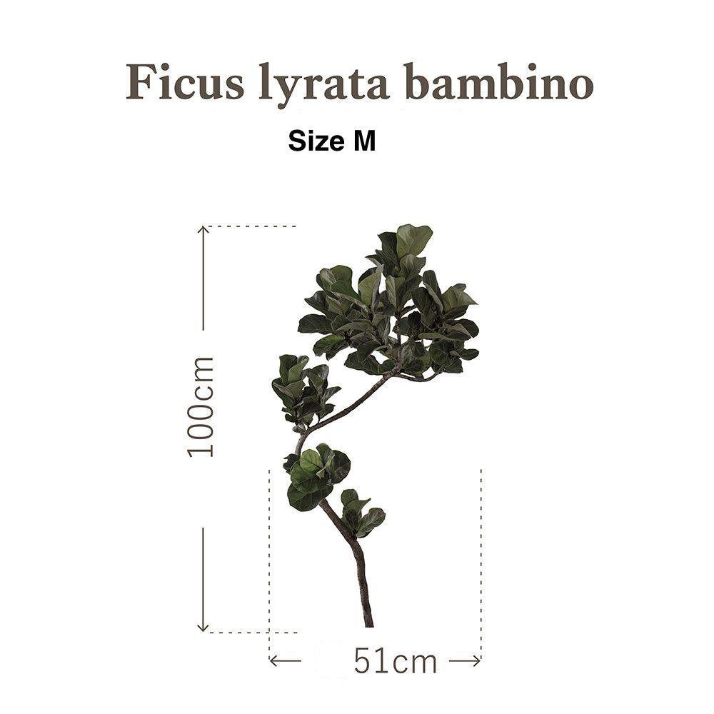 Botanical Sticker | Fiddle-leaf fig Bambino